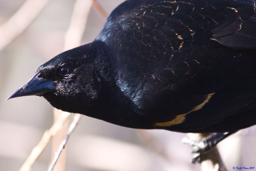 Red-winged Blackbird