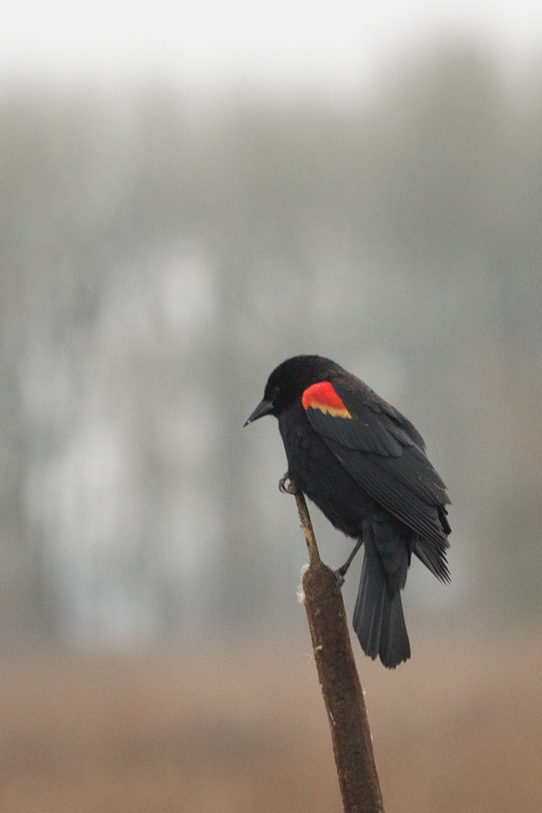 red winged blackbird