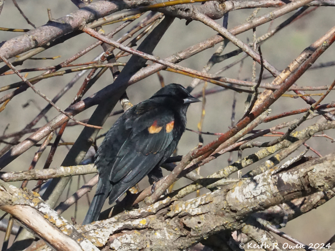 Red-winged Blackbird