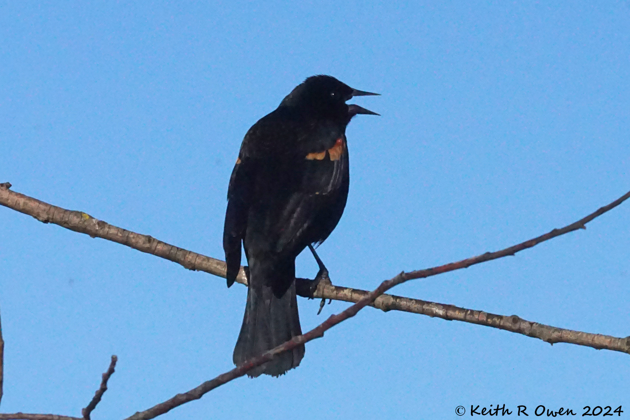 Red-winged Blackbird