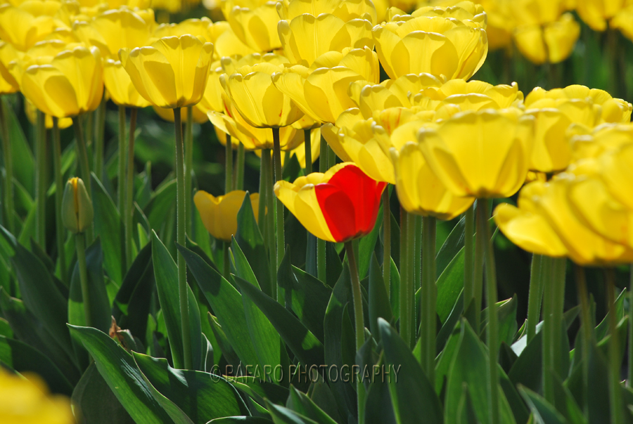 red yellow mix