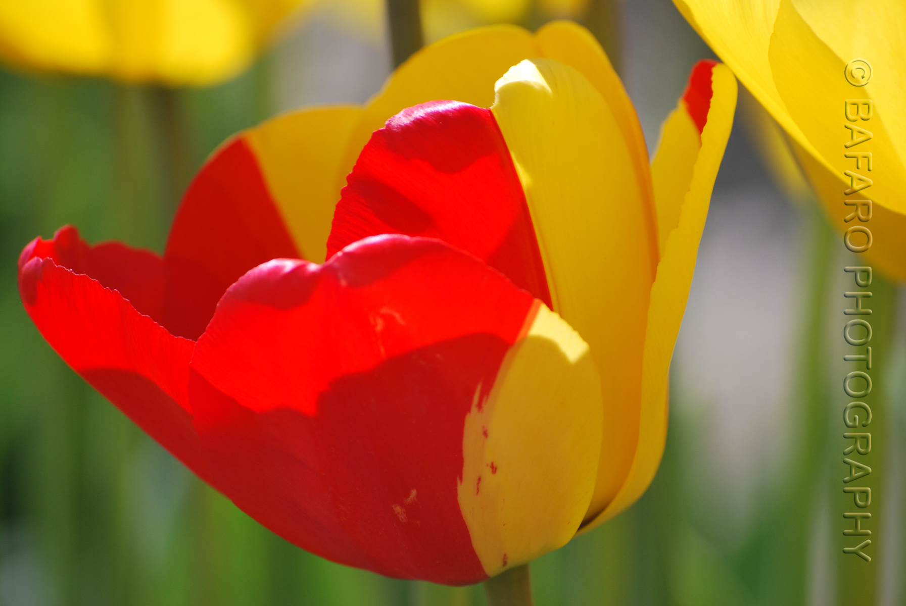 red_yellow_2