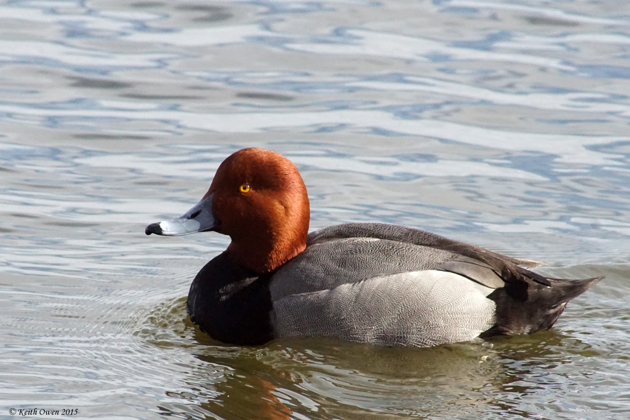 Redhead