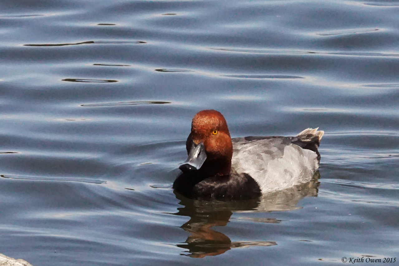 Redhead