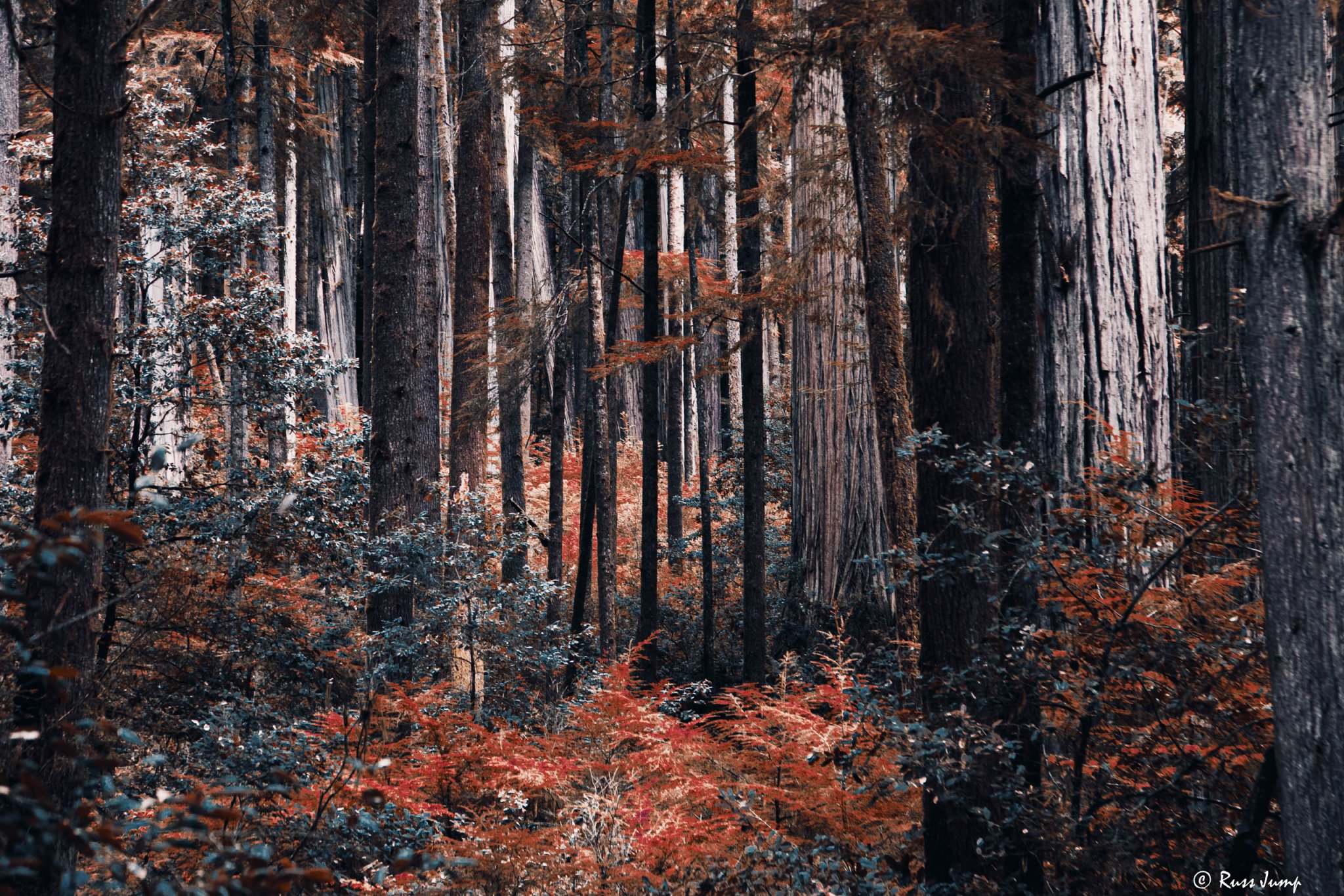 Redwoods Crescent City, Ca.