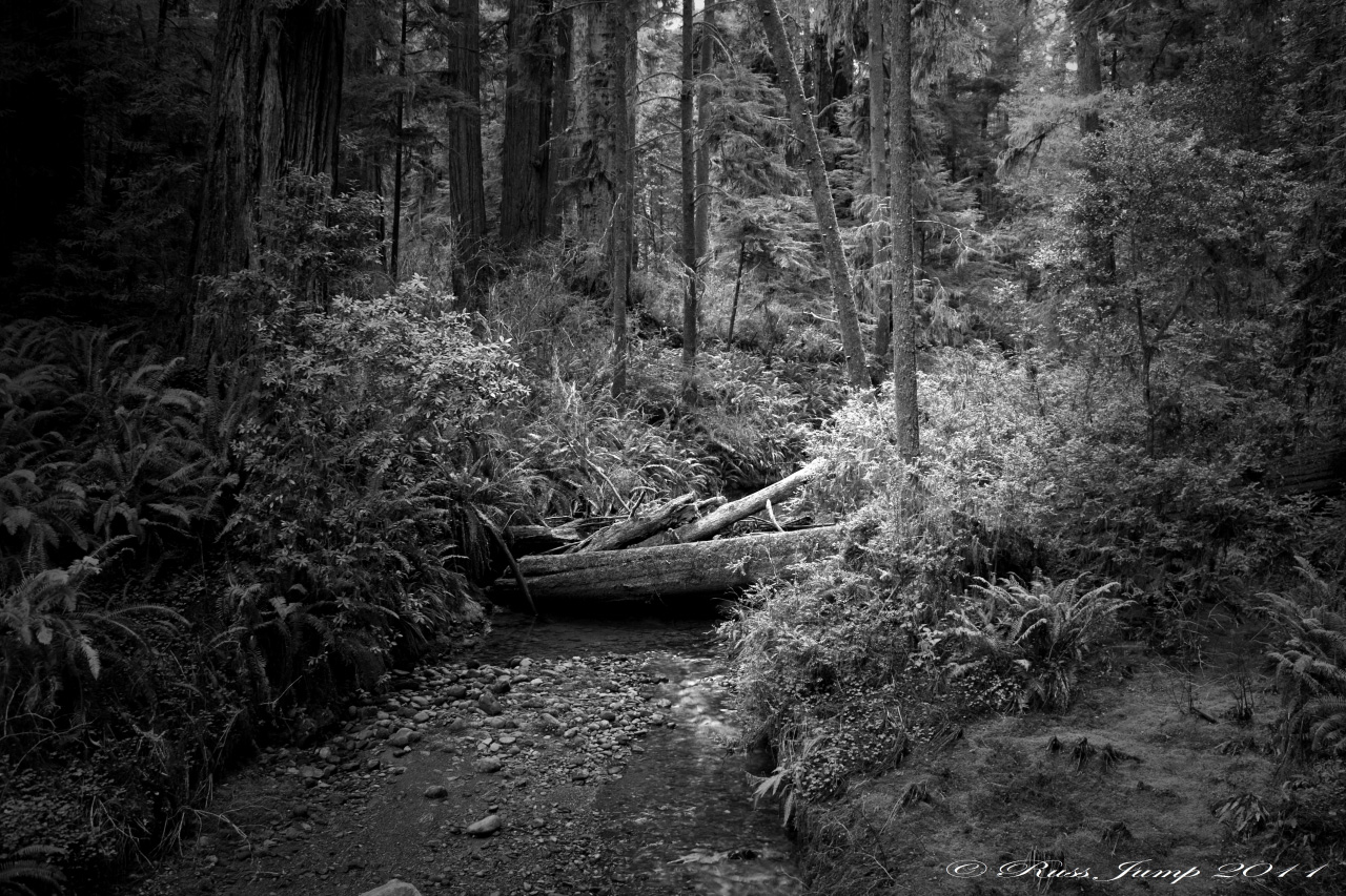 Redwoods I