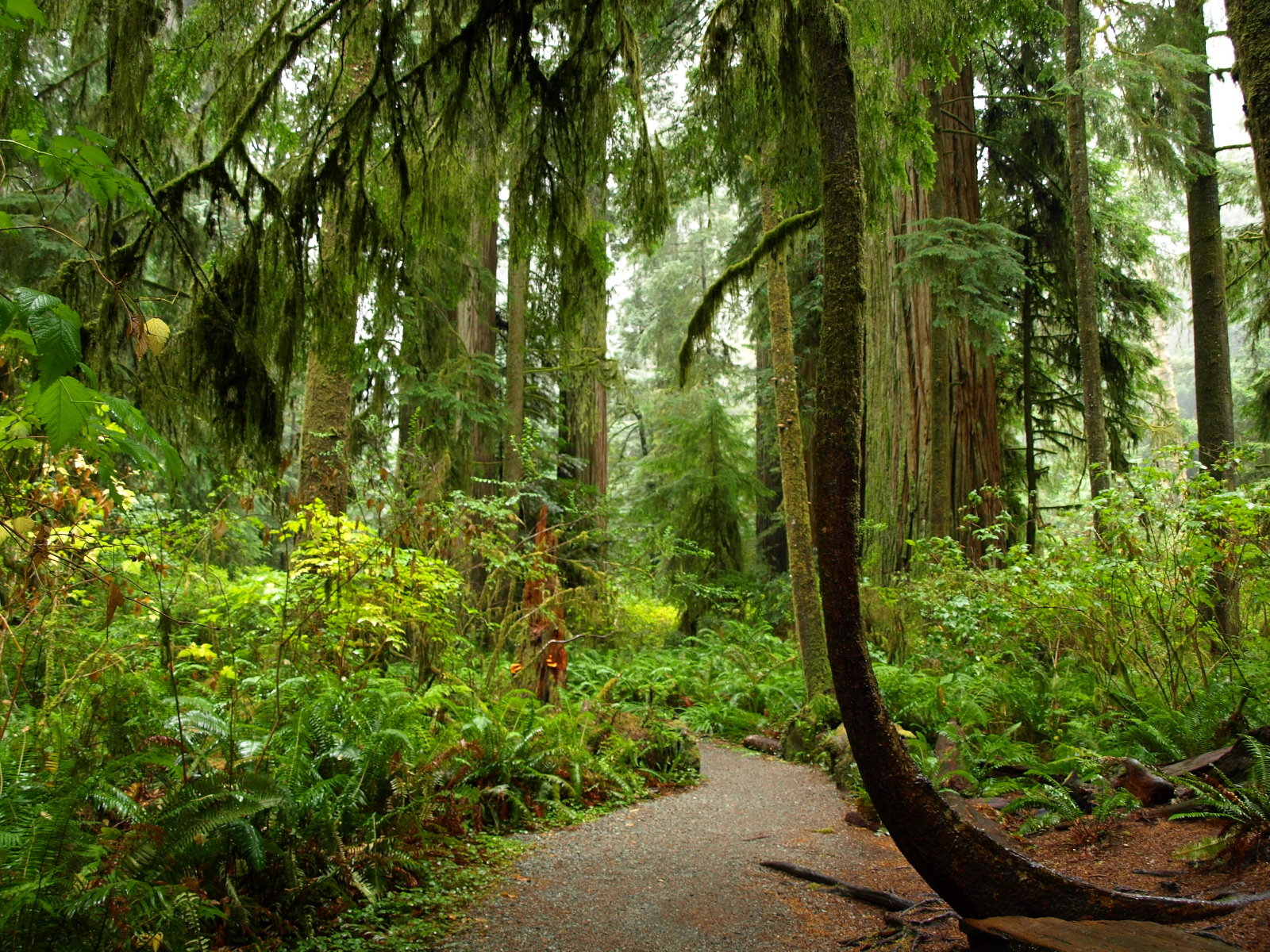 Redwoods