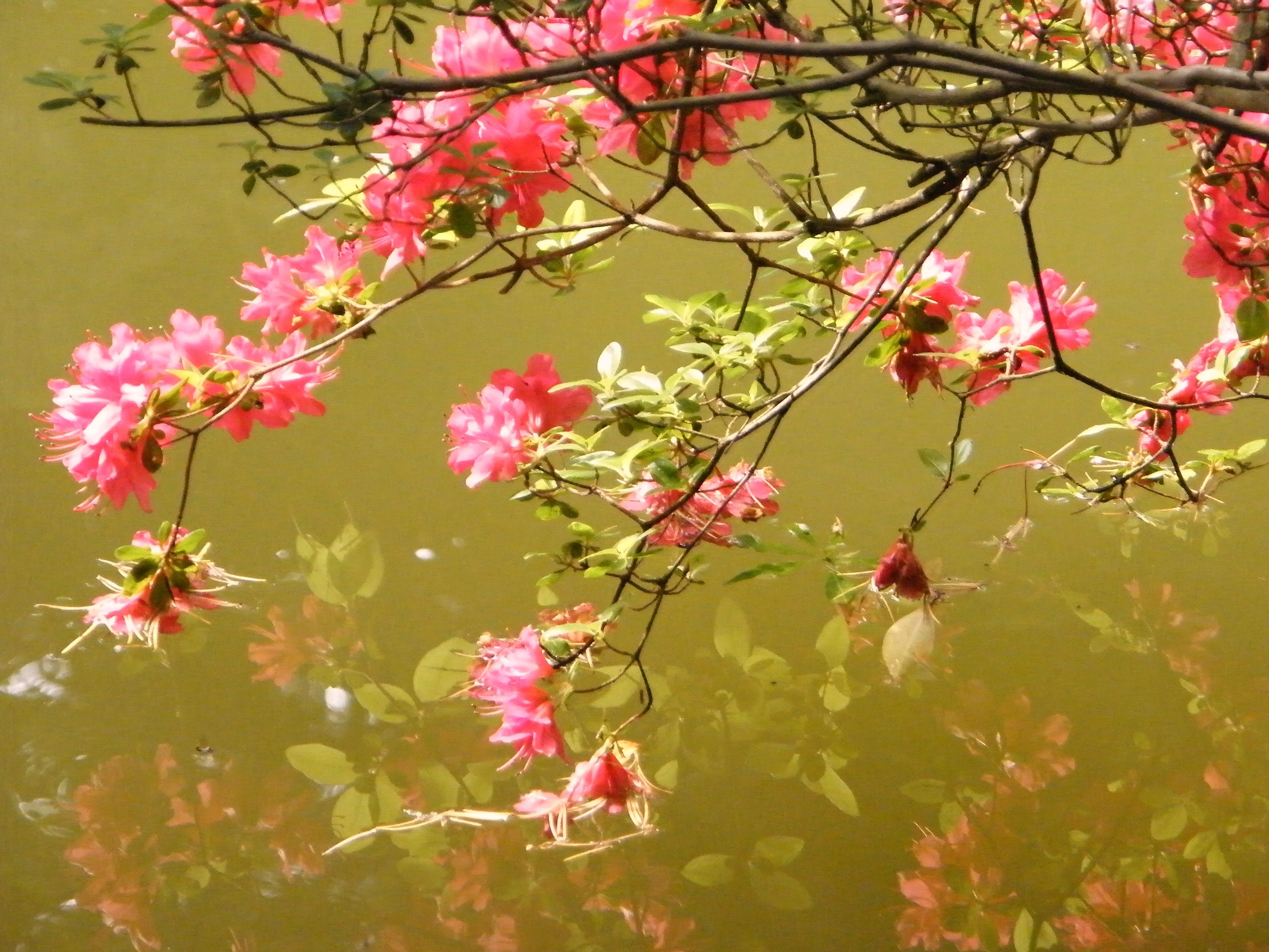 Reflection