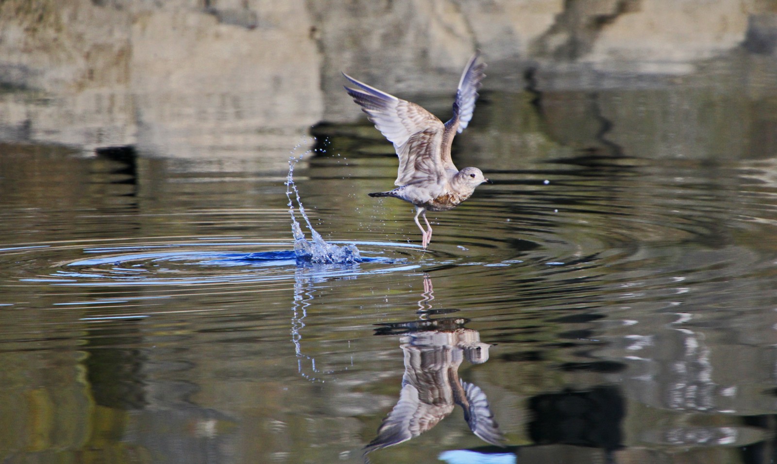Reflection