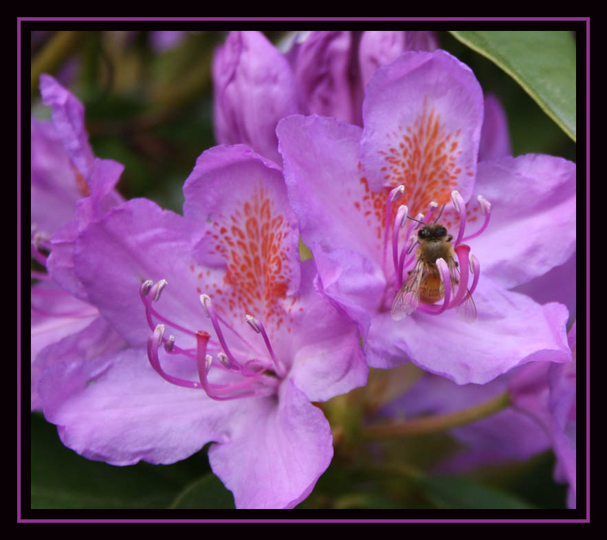 Resting Bee