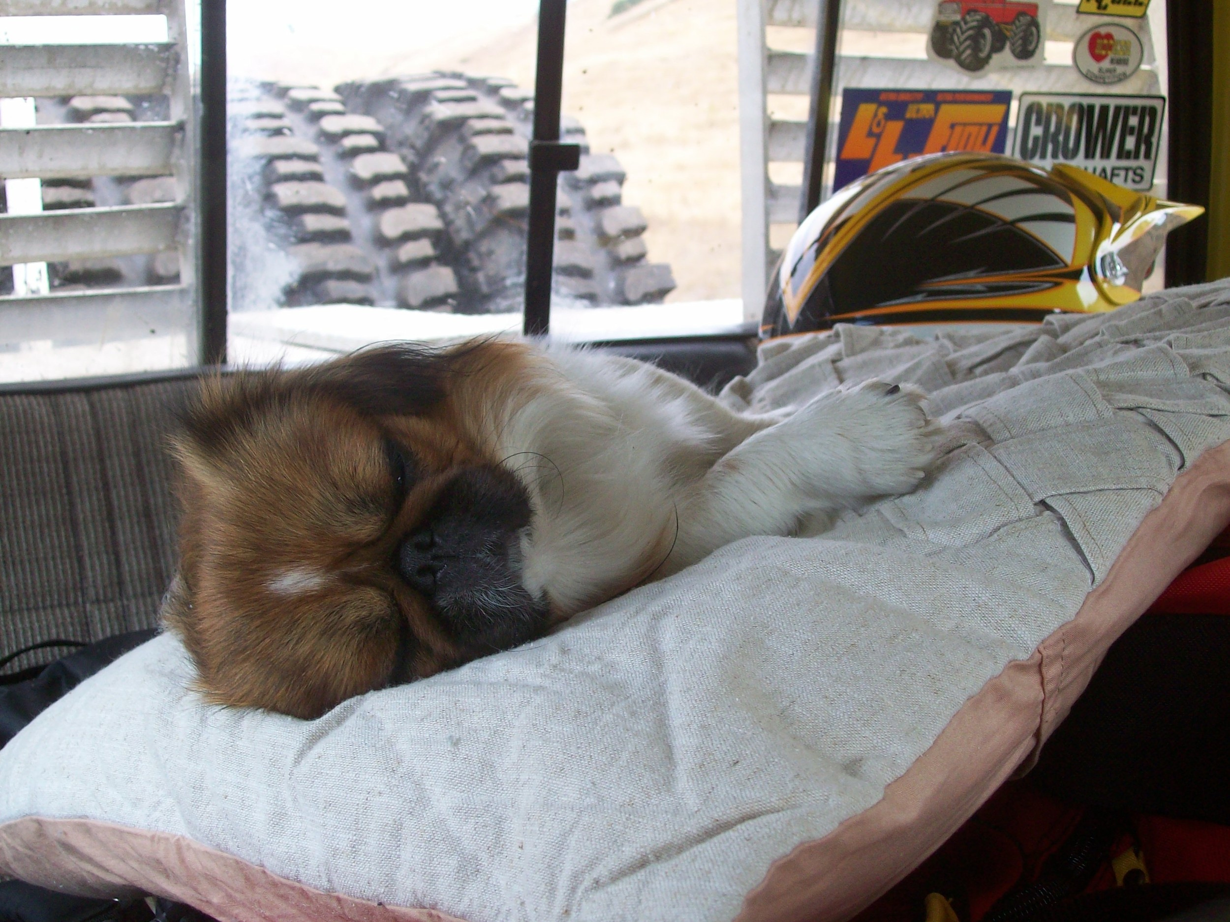 Resting up for the races