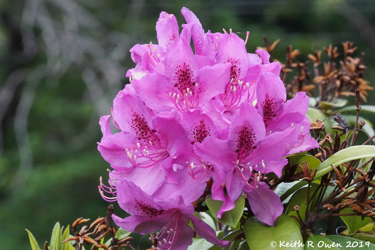 Rhodedendron