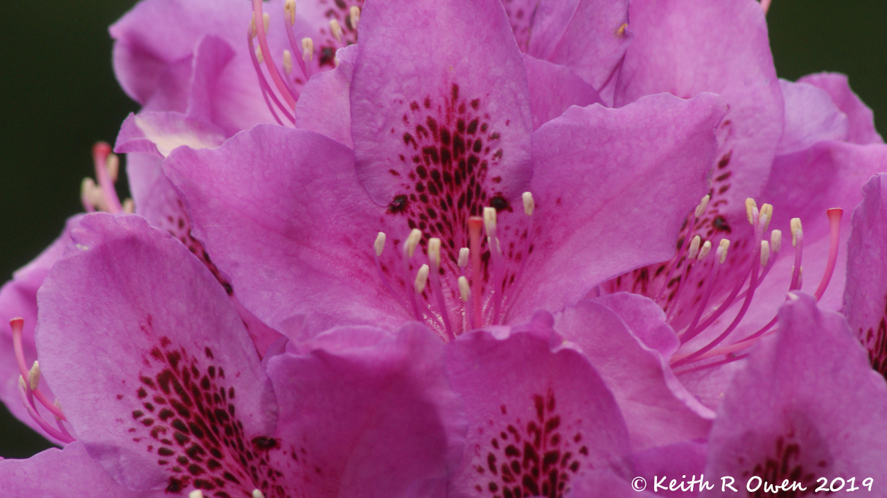Rhodedendron