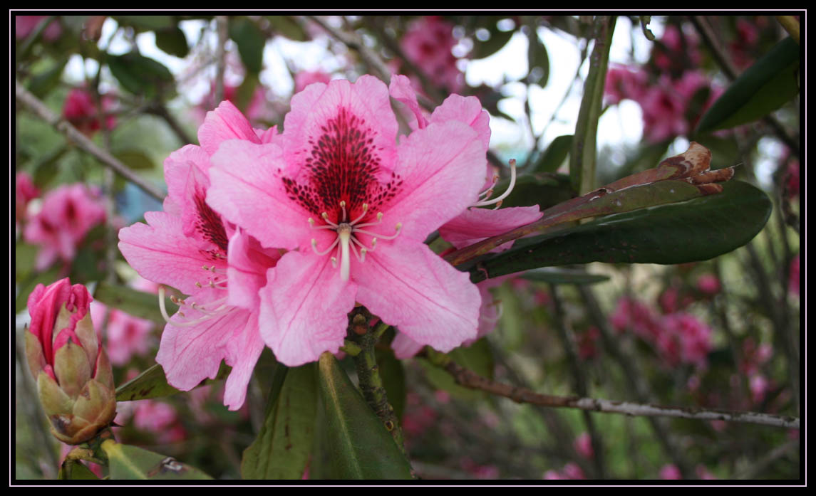 Rhododendron