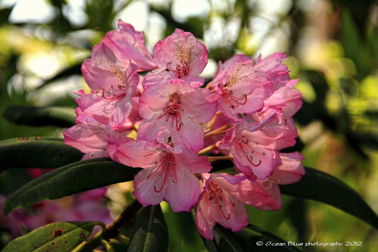 Rhododendron