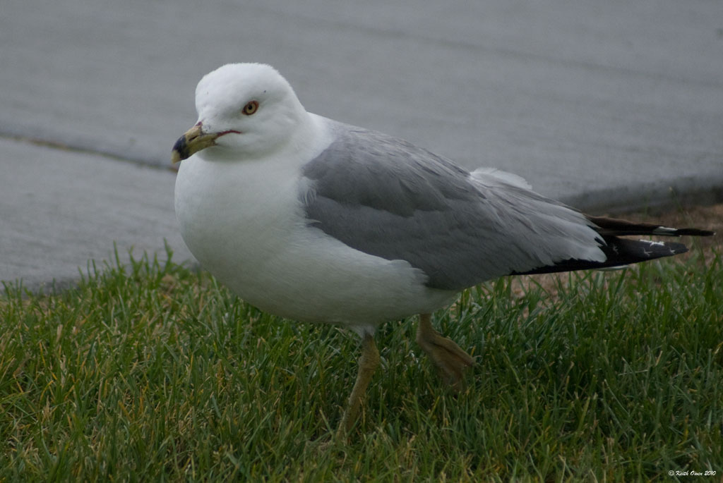 Ring-billed Gull