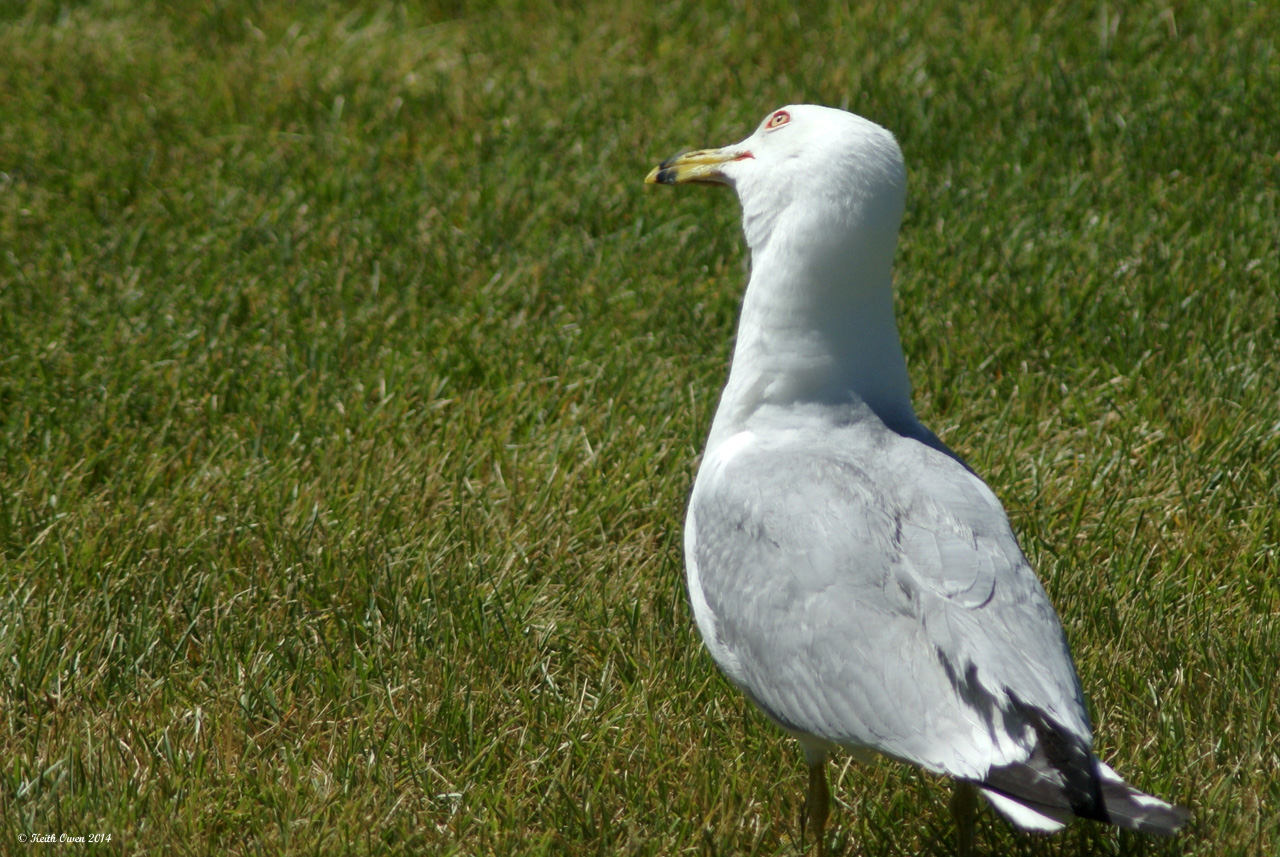 Ring-billed Gull