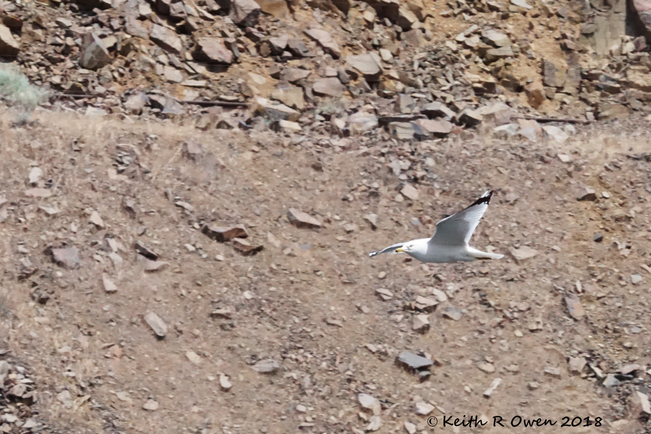 Ring-billed Gull