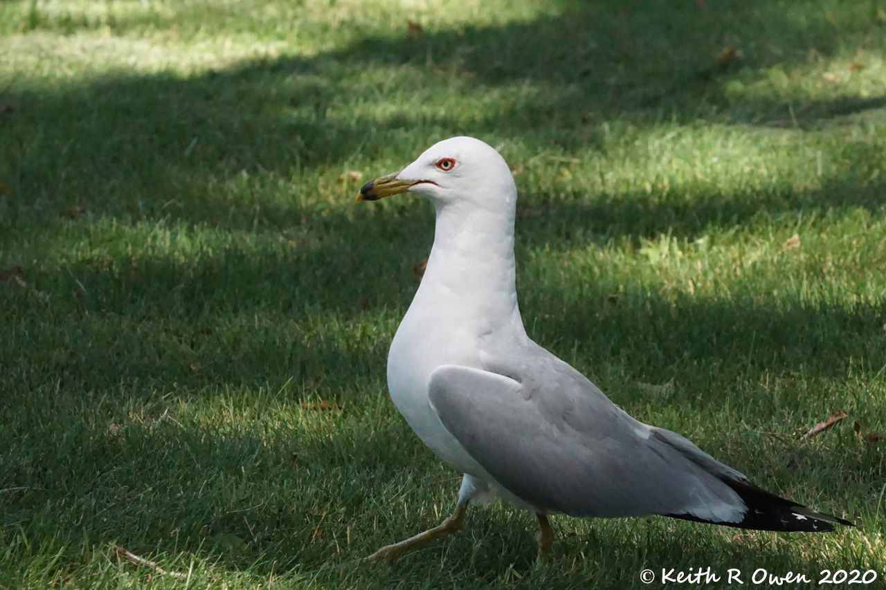 Ring-billed Gull