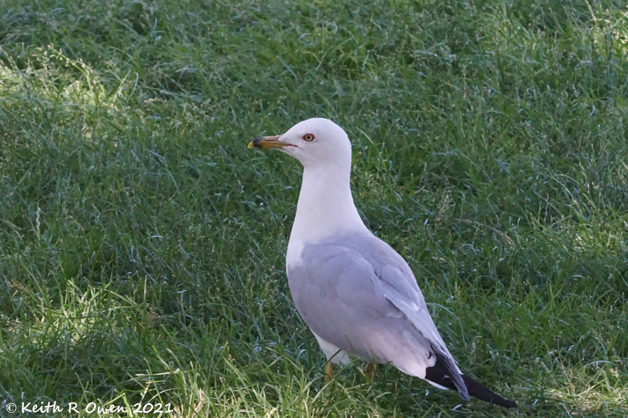 Ring-billed Gull