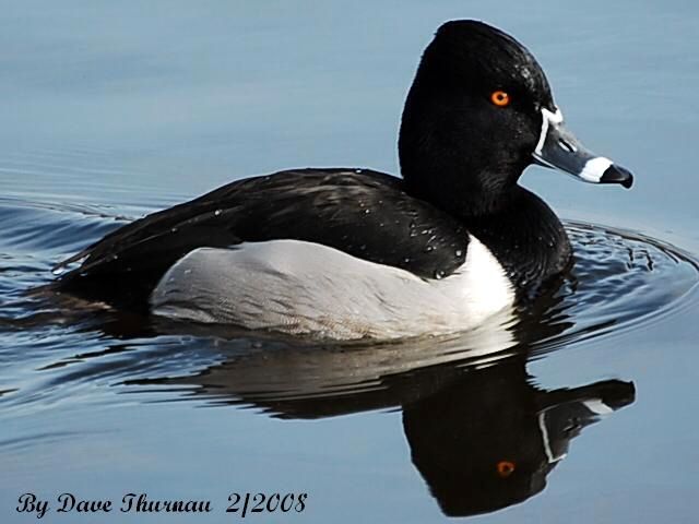 Ring-Necked duck