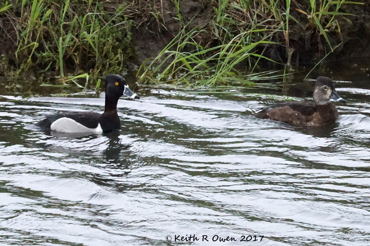 Ring-necked Duck