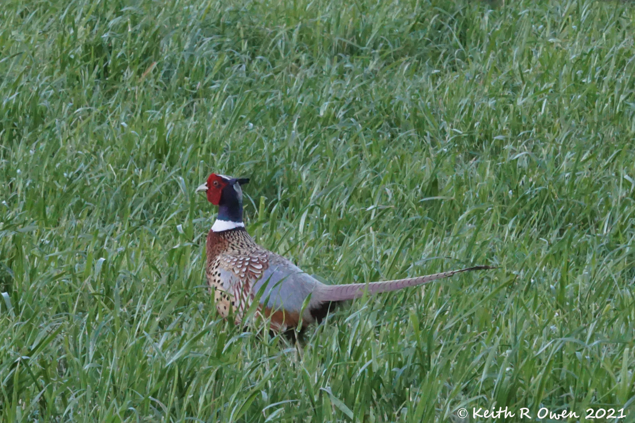 Ring-necked Pheasant