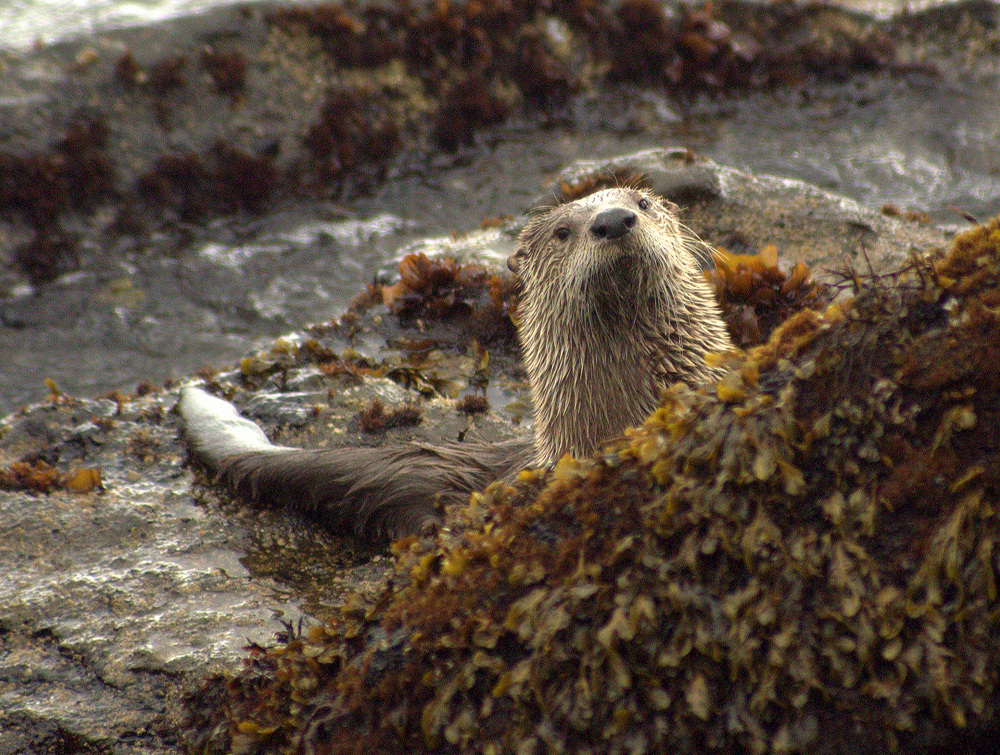 River otter  on the rocks