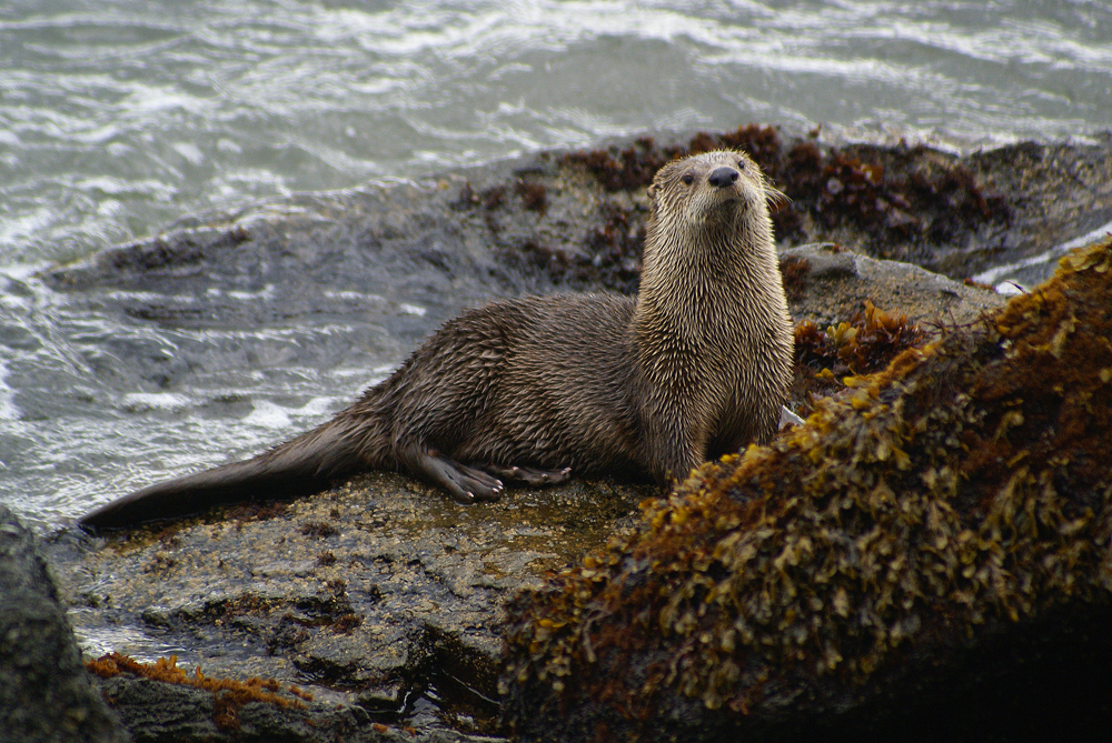 River otter  on the rocks