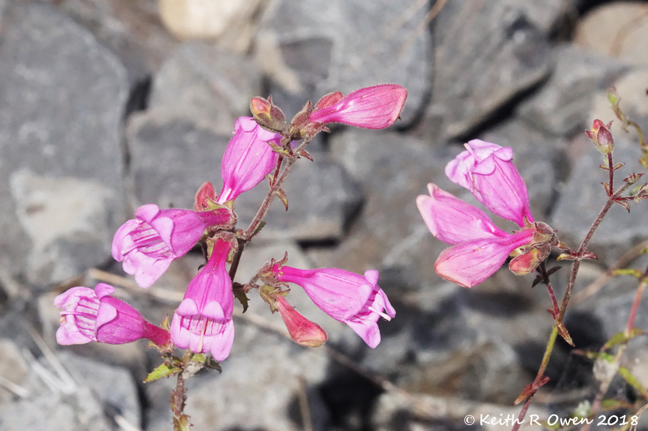 Rock Penstemon