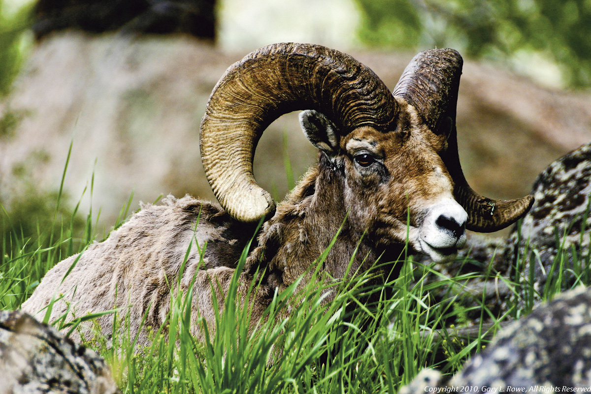 Rocky Mountain Bighorn Ram