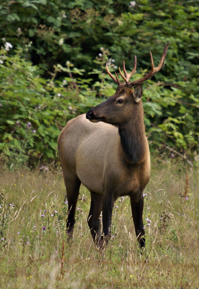 Roosevelt Elk