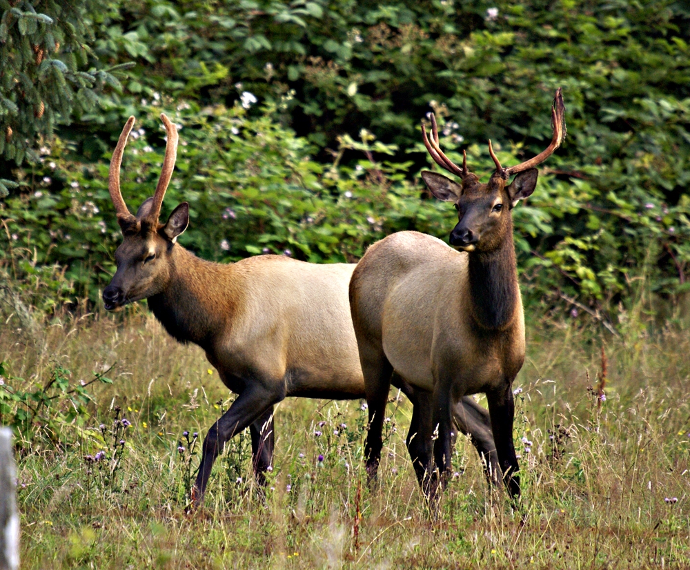 Roosevelt Elk