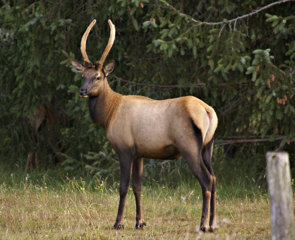 Roosevelt Elk