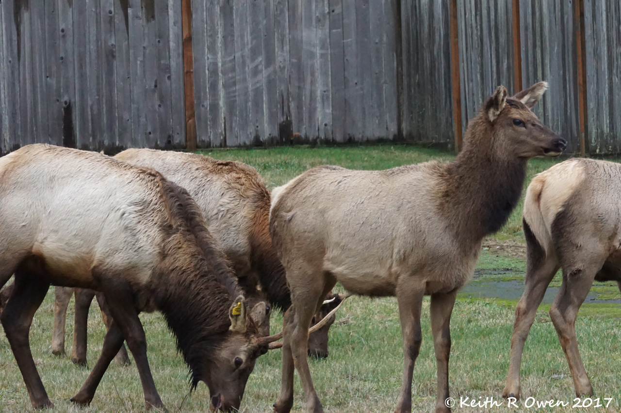 Roosevelt Elk