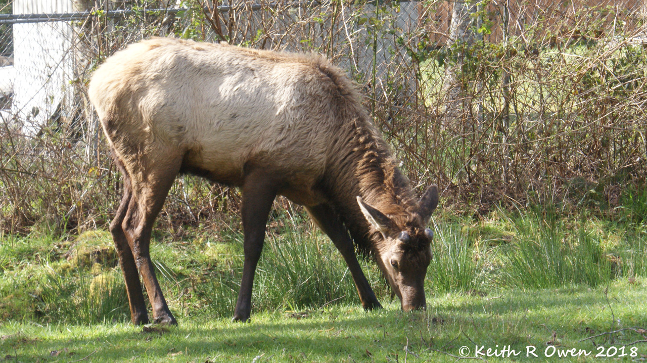 Roosevelt Elk