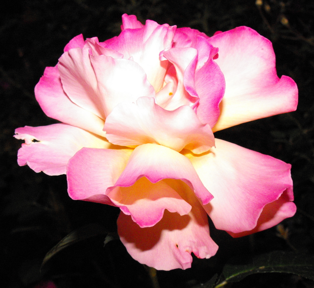 Rose 2