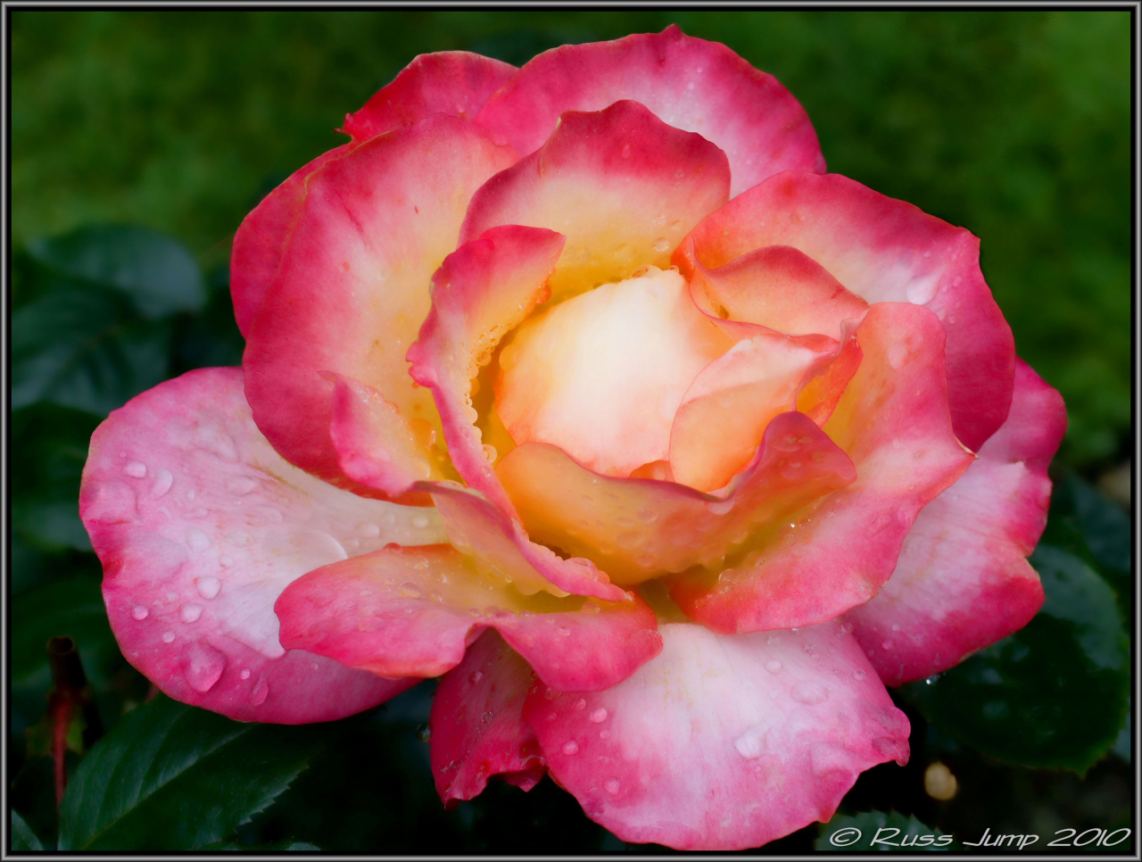 Rose garden