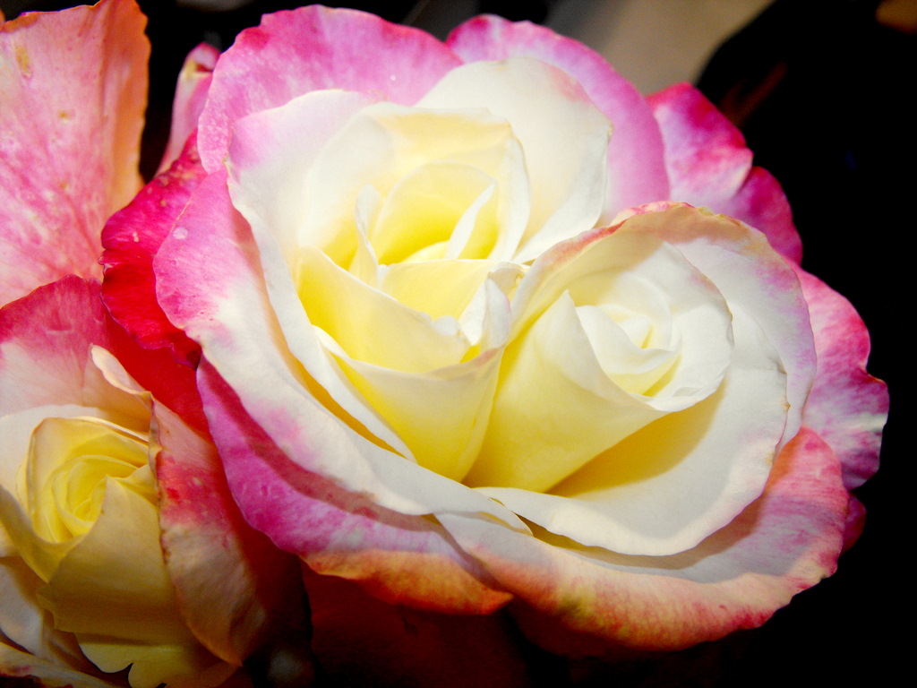 Rose, Rccidental Doublet