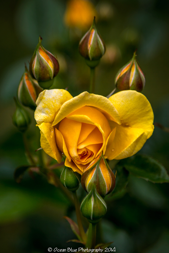Rose.Shore Acres State Park.Charleston, Or