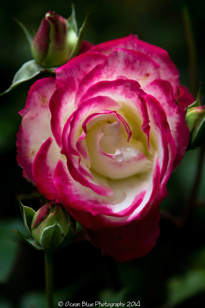 Rose.Shore Acres State Park.Charleston, Or