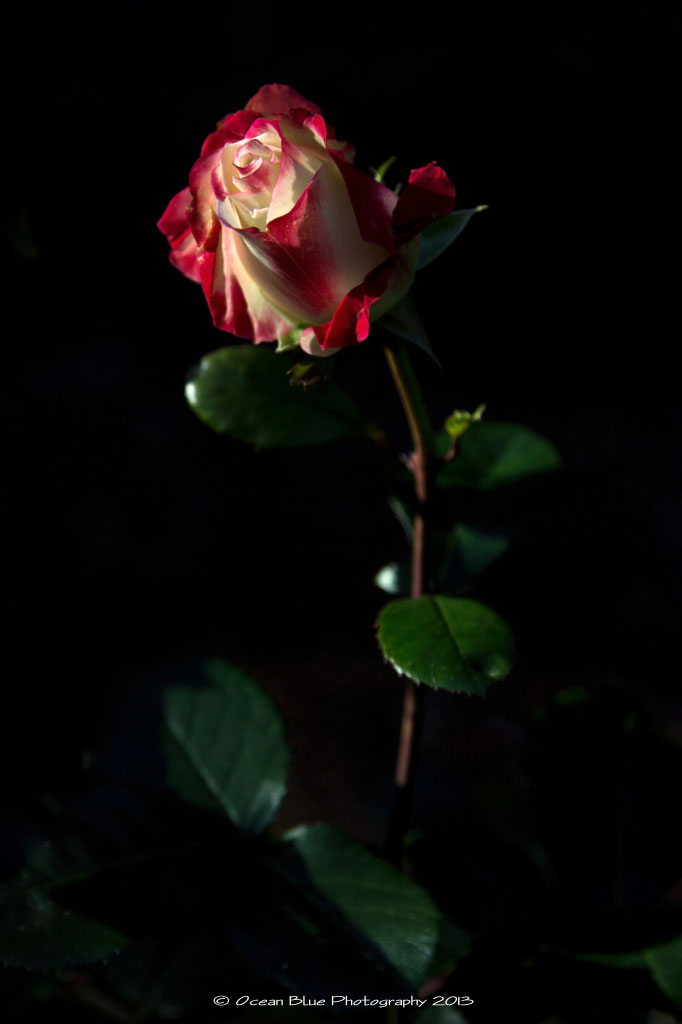 Rose Shore Acres State Park
