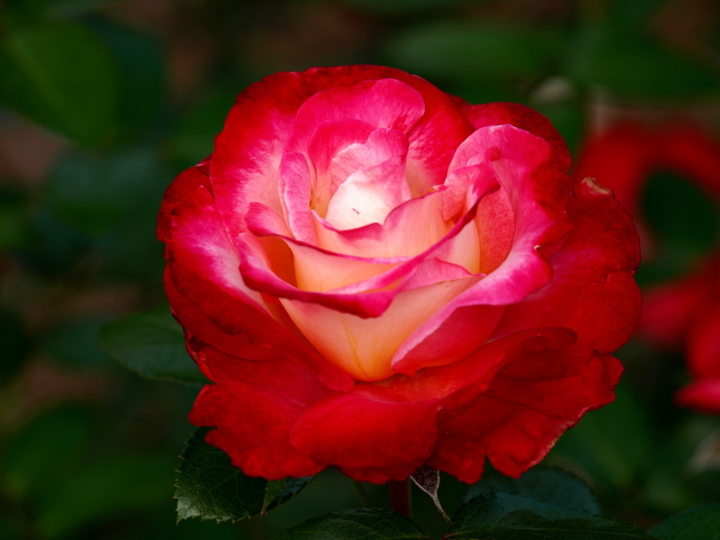 rose