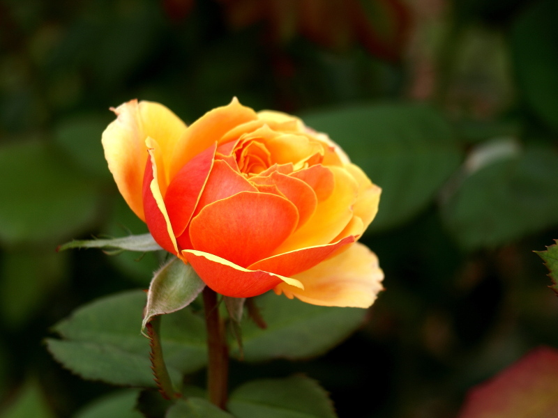 rose