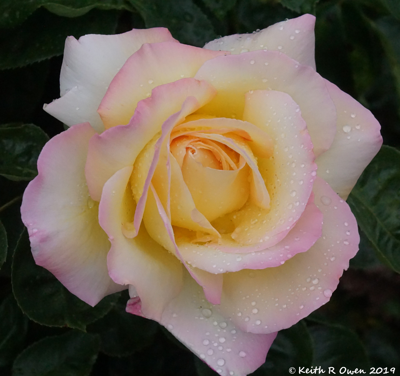 Rose