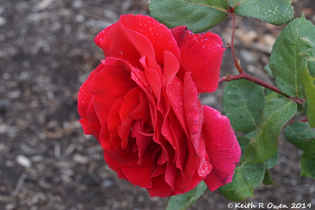 Rose
