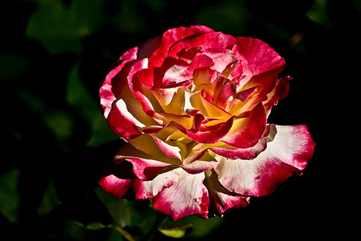 Rose