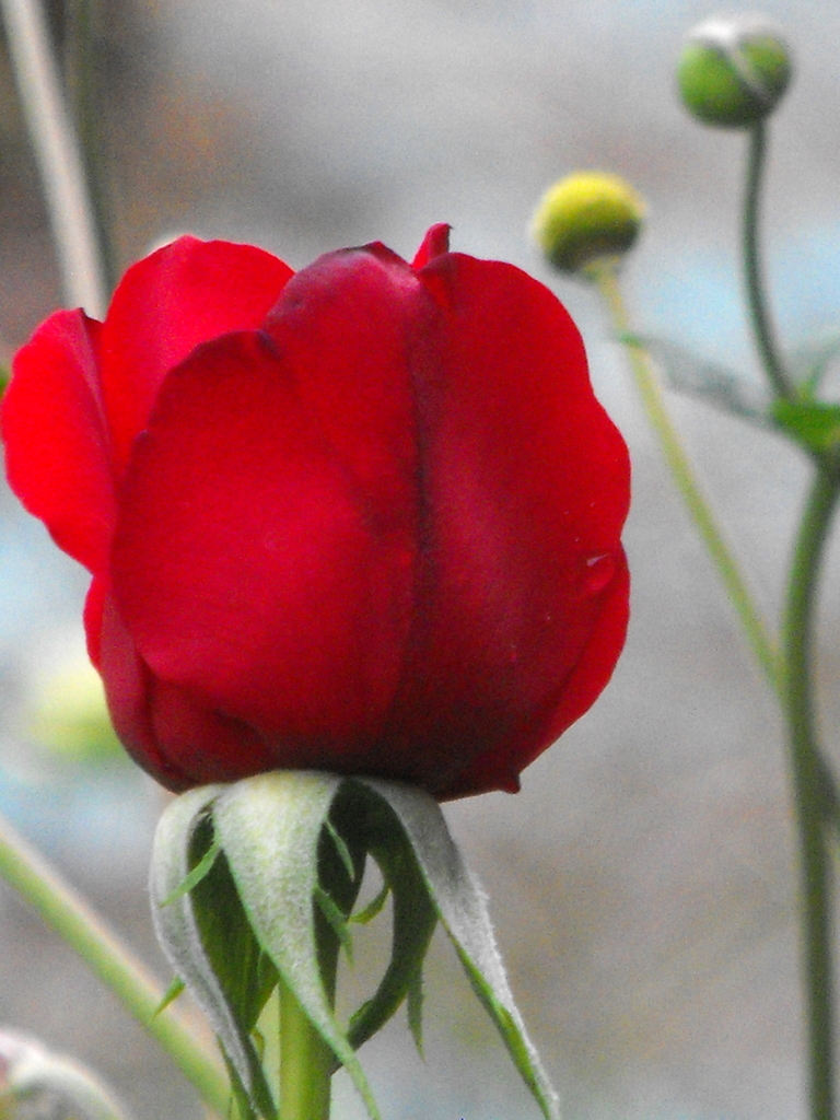 Rosebud