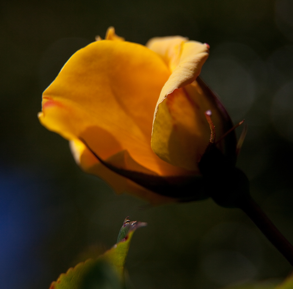 rosebud