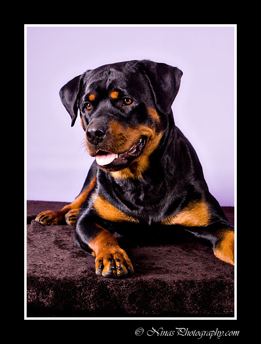 Rottie pup